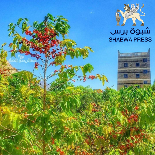 يا حسافة يا أبناء يافع.. تحققت نبوءة المحضار..