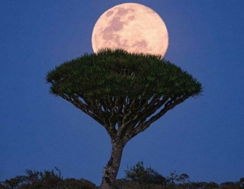 تنموية خليفة الإنسانية تدعو المؤسسات للتعامل حصريًا مع الاتحاد القبلي