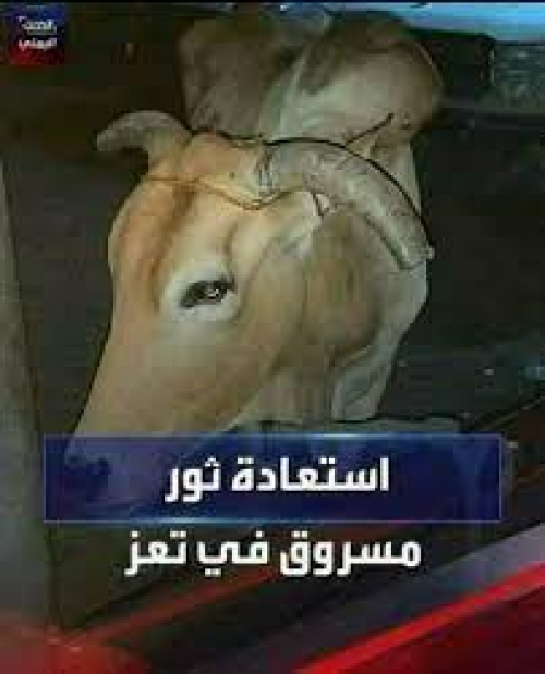سلطات الشرعية تعلن استعادة ثور مسروق في محافظة تعز