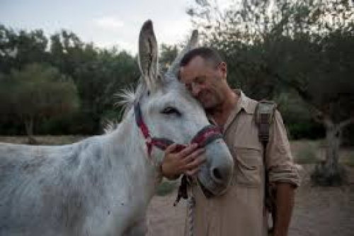 ما يقدس الحمار إلا من كان أحمر منه