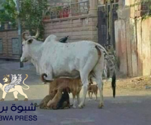 حضرموت ليست بقرة نفط لليمن&hellip; صرخة حضرمية تفضح نهب الثروة وصمت المحافظ ودعاة "دولة حضرموت"