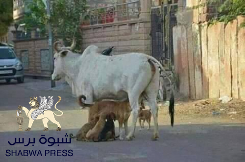 حضرموت ليست بقرة نفط لليمن&hellip; صرخة حضرمية تفضح نهب الثروة وصمت المحافظ ودعاة "دولة حضرموت"