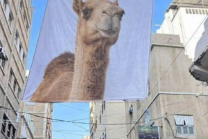 بدلاً عن صورة الزبيدي التي منع رفعها "سالم الخنبشي".. أبناء المكلا يرفعون صور الناقة في شوارع المدينة