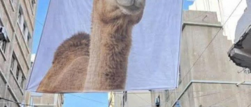 بدلاً عن صورة الزبيدي التي منع رفعها "سالم الخنبشي".. أبناء المكلا يرفعون صور الناقة في شوارع المدينة