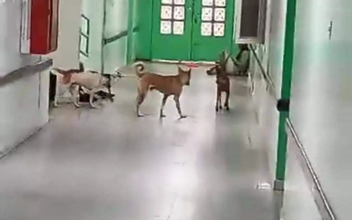 نيابة عن المحافظ والشرعية: كلاب أبين تزور المرضى في مستشفى الرازي