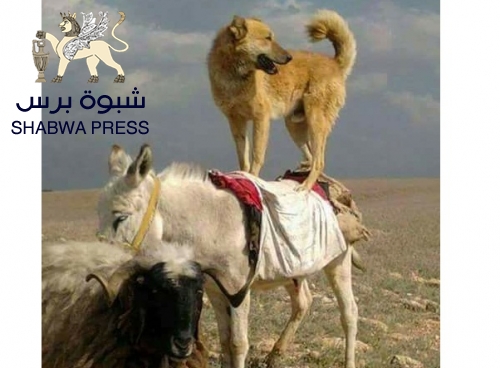 لا فرق بين حمار يحمل أسفار وجنوبي يروج لمخرجات الحوار