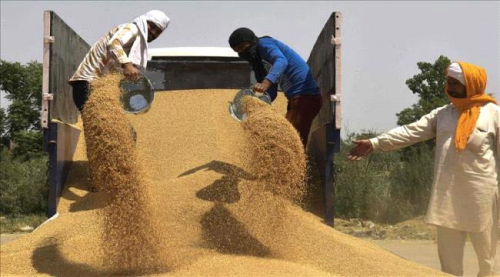 الهند تستثني اليمن من قرار حظر تصدير القمح