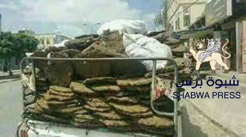 "يحي الراعي" نهب "ضفع بقر أبين" في 94 وتم شحنه إلى ذمار