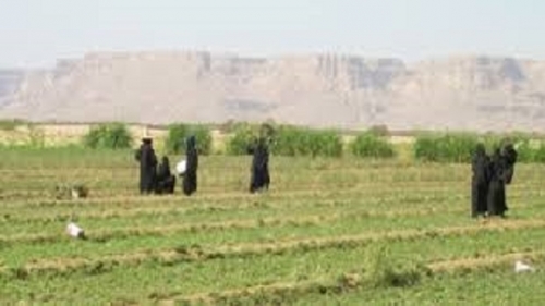 استغلال لحاجات النسوة العاملات في حقول وادي حضرموت