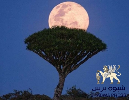 اليافعي : بعد السيطرة على حديبو..اليافعي : إنتصار جديد للمشروع العربي 