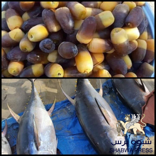 السمك في أسواق عدن من بحر مأرب وكذلك تمر حضرموت من نخيلها 