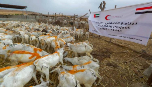 دعم الإمارات.. توزيع أضاحي العيد على 1,380 أسرة في محافظة حضرموت