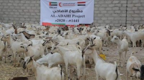 هيئة الهلال الاحمر الاماراتي تختتم توزيع أضاحي العيد في محافظة حضرموت