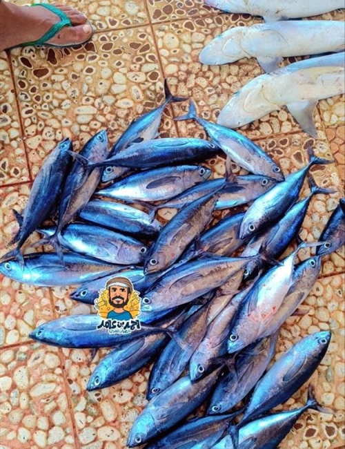 الوحدة سرقت بحر عدن.. حوت الثمد غدى مثل المساويك