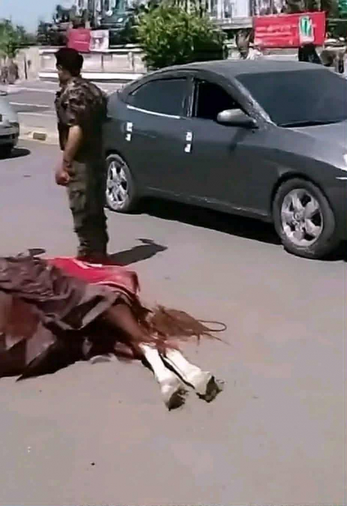 أنصارالله نحروا حصان عفاش.. رسالة قاسية بخيول بلا فرسان