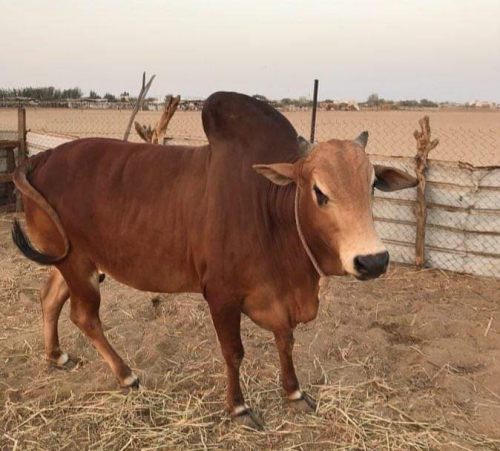 طلب فتوى: هل يجوز للسارق "ذبح أثوار بلدي" واطعام الأقارب والفتالين