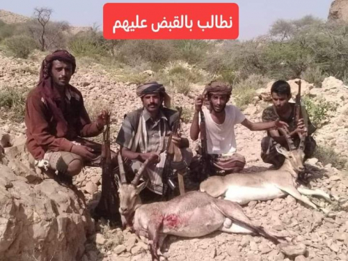 عن "صيد البر" في شبوة وحضرموت..  ضاعت الأخلاق والفروسية 