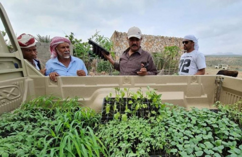 الإمارات تدعم مزارعي سقطرى بـ 5 آلاف شتلة مجانًا 