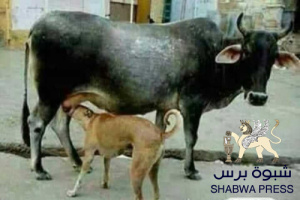 "صنمية" الوحدة اليمنية: تجاهل التاريخ والجغرافيا