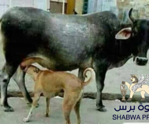 "صنمية" الوحدة اليمنية: تجاهل التاريخ والجغرافيا