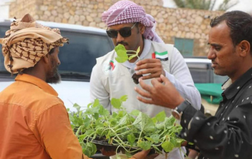 مبادرة من خليفة الإنسانية لتوزيع 3000 شتلة غرب سقطرى