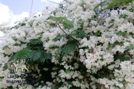 بالورود نستقبلكم في زنجبار