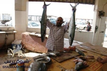 حكومة السلطنة القعيطية تصدر أول قانون لتنظيم صيد السمك في بحر المكلا .