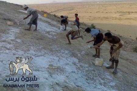 أبناء ذات القفل في شبوة يرسمون أكبر علم على حيد لبغث