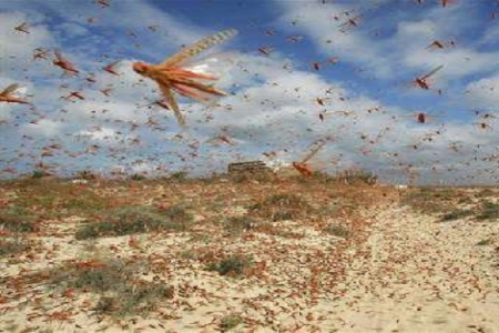 اليمن من ضمن ثمان دول عربية سيغزوها الجراد