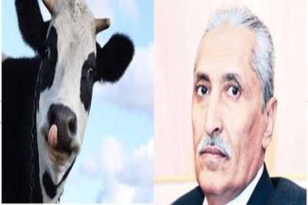 بقرتان .. ثمنّا لـ  ثلاثة جنود في وزارة الداخلية اليمنية !!