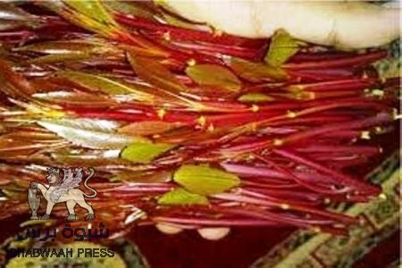 تحذيرات من الإفراط من تعاطي القات في رمضان