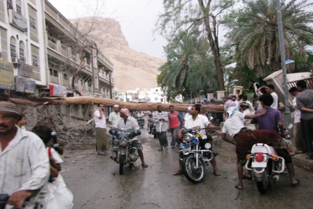سقوط شجرة عملاقة من حديقة سيئون تقطع الشارع الرئيسي