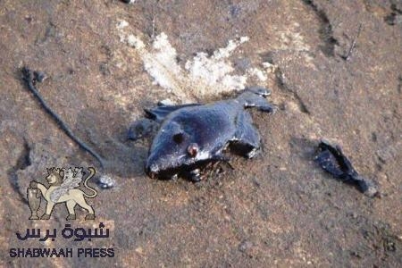 تداعيات تلوث الناقلة شامبيون ‎: بيان سياسي عن المجلس الأعلى للحراك وقطاع الشباب والطلاب بحضرموت