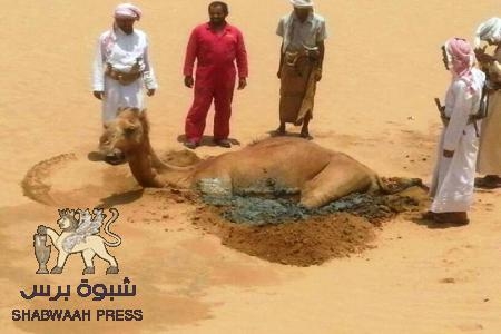 ناقة بلحارث تكشف بحيرة سامة مطمورة في رملة بيحان شبوة