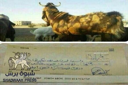 تيس يباع في الرياض بـ ثلاثة عشر مليون ريال سعودي