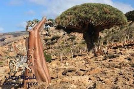 بالتزامن مع تحويلها إلى محافظة : جزيرة سقطرى تغرق في الظلام
