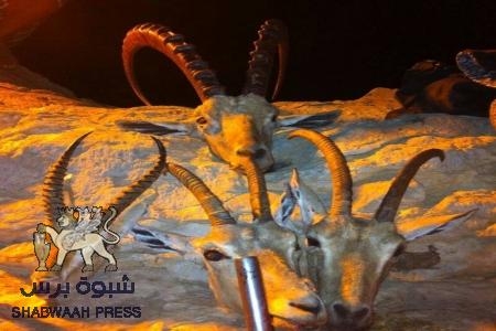 انتهاء موسم القنيص في شرق تريم والنقاط العسكرية والدوريات العدو الأكبر للحياة الفطرية