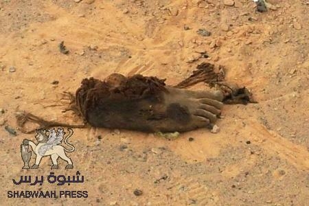 قبائل الحموم يسمحون للجيش اليمني بانتشال جثث قتلاه