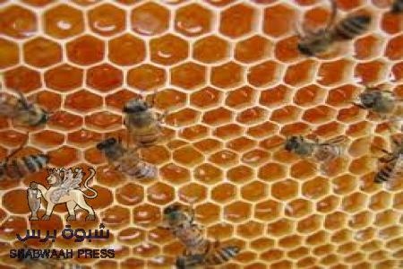 تصدير 20 طن من العسل الحضرمي الى أندونيسيا وماليزيا