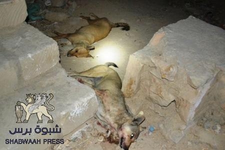 القضاء على أكثر من خمسين كلباً مسعوراً في اول ايام ‘‘حملة تسميم الكلاب المسعورة ‘‘ في غيل بن يمين