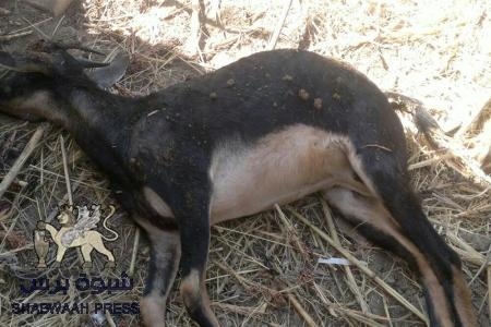 سرار تدعو للكشف عن مرض خطير انتقل اليهم مع ‘‘ ماعز‘‘ أهديت لفقراء من منظمة اصلاحية (صور)