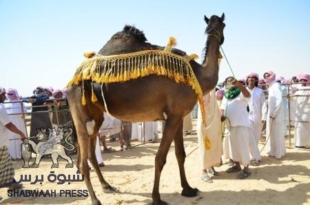 بتنظيم واشراف بيت سالمين .. مديرية ثمود تستضيف المهرجان الثاني لمزاينة ومحالبة الإبل لقبائل المناهيل