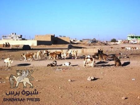 تكاثر الكلاب الضالة بحضرموت توقع ‘‘ 79 ‘‘ إصابة بداء الكلب.