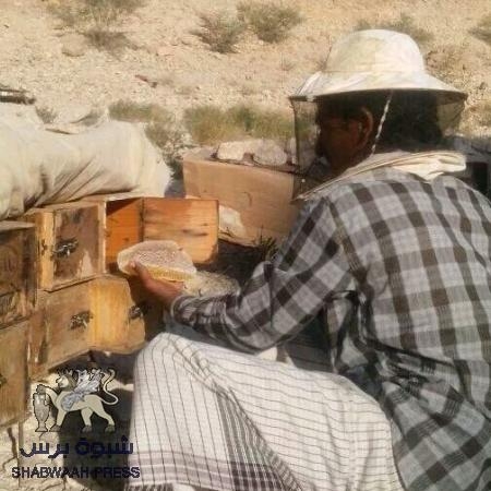 يستعد نحالو مديرية الضليعة بحضرموت للموسم