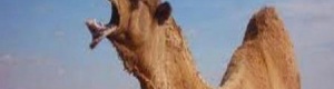 جمل يقتل صاحبه الأمريكي