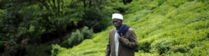 كينيا.. مزارعون يفكرون باقتلاع أشجار الشاي