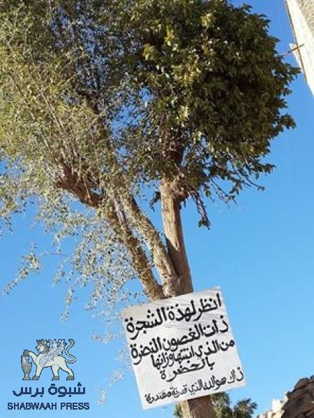 شاهد بالصورة : شجرة في يافع تنبت علی أغصان شجرة أخری