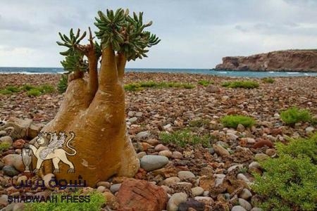 محافظة سقطرى تمنع دخول القات الى الارخبيل (وثيقة)
