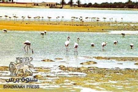 حملة لإنقاذ محمية أحواض الملح (المملاح) الطبيعية وحماية الكائنات الحية التي تعيش بمحيطها