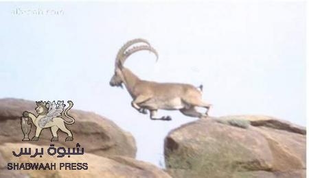 جدلية ‘‘اليمانية‘‘ كلمة حق يراد بها باطل ..